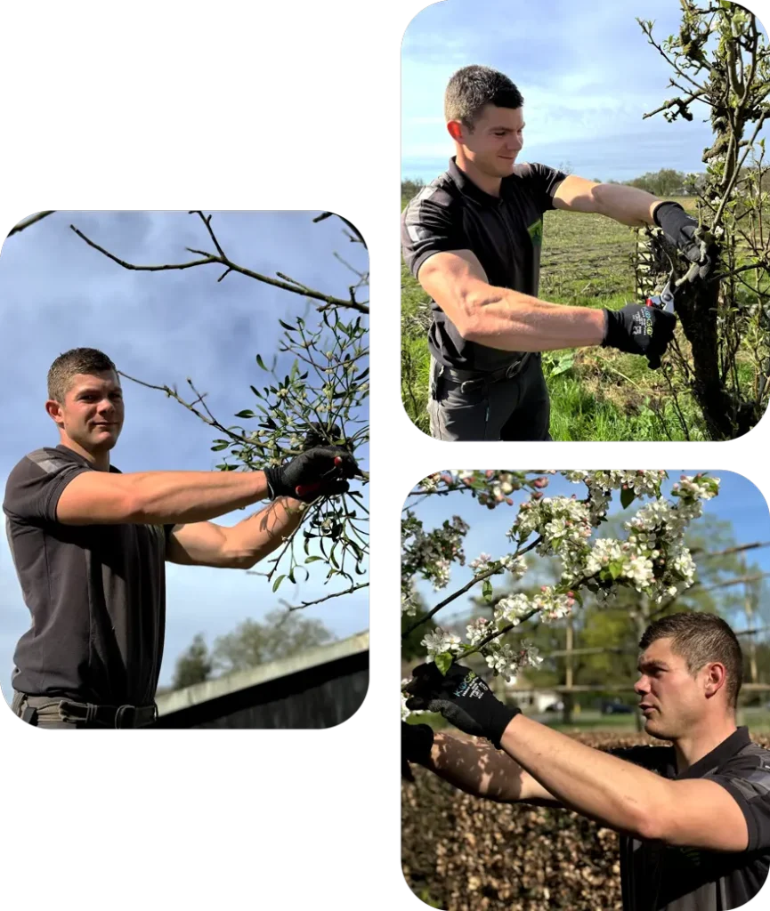 dave-onderhoud-bomen-en-struiken