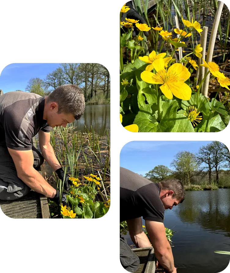 dave-onderhoud-vijveronderhoud